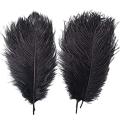 Pack Of 2 - Black Ostrich Feathers – Ostrich Feathers For Sale. 