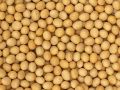 Jojo's Organics Certified Organic Non-GMO Soybeans 2 lbs | Whole Soy Beans 907 g. 