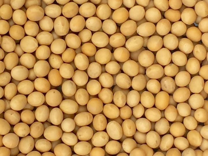 Jojo's%20Organics%20Certified%20Organic%20Non-GMO%20Soybeans%202%20lbs%20%7C%20Whole%20Soy%20Beans%20907%20g%20-%20Image%205