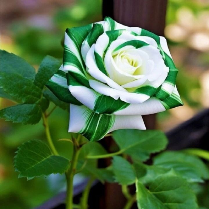 Green Dragon Rose Seeds