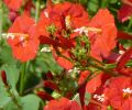 MEXICAN IMPORTED Morning Glory Flowers SCARLET ORANGE Color LUCKY PLANT Summer/Spring Vine Creeper 10 FT tall 6 FT wide IPOMOEA Flower Seeds BY GREEN GOLD. 