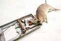 Metal Mice Trap Rat Catcher Mouse Bait Snap Spring Catcher Mice Catching Rat Traps Rodent Killer Pest Control Home Supplies. 