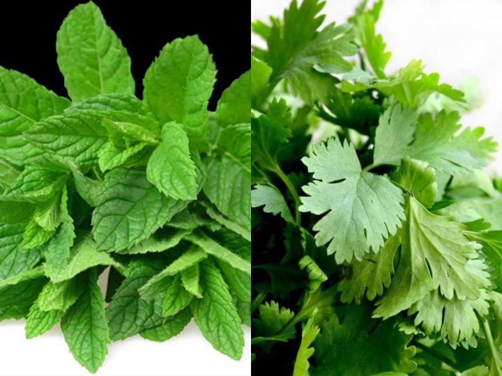 Pack%20of%202%20Mint%20and%20Coriander%20seeds%20-%20Image%202