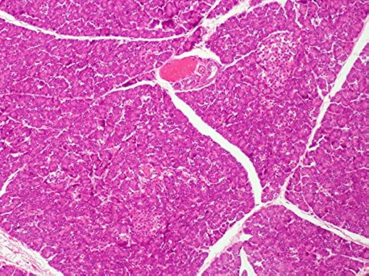 Pancreas%20Section%20(Mammal)%20-%20Prepared%20Microscope%20Slide%20-%2075x25mm%20-%20Image%203