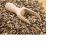 MILK THISTLE SEEDS WHOLE|1:KG. 