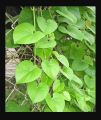 Giloy Plant |Best for Seed Garden & Home Decoration|. 