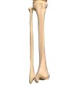 Human Lower Limb Loose Bones Set | Adult | Large Size | PVC. 