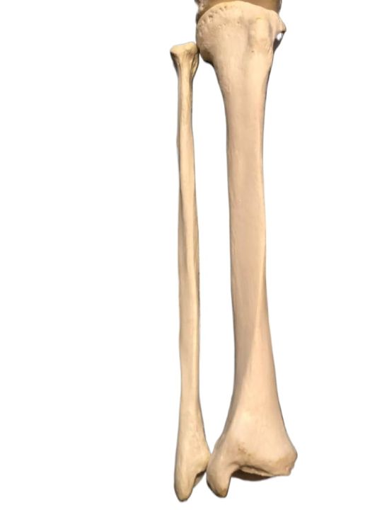 Human%20Lower%20Limb%20Loose%20Bones%20Set%20%7C%20Adult%20%7C%20Large%20Size%20%7C%20PVC%20-%20Image%202
