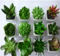 Artificial Flowers & Plants Pack Of 12 Artificial Cactus Plants In White Pots Planter Home Decor. 