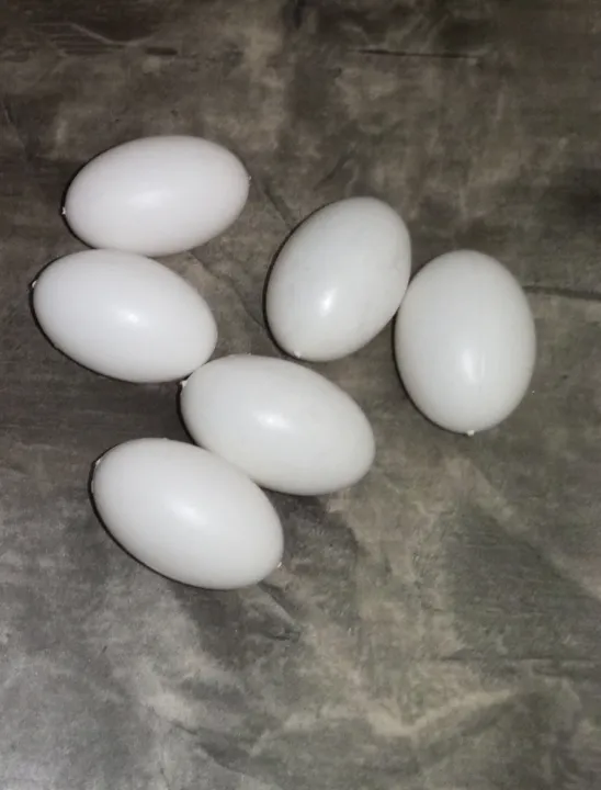(9%20or%2018%20Pcs)%20Artificial%20Plastic%20Eggs%20-%20Dummy%20eggs%20of%20Bird%20-%20Bird's%20Egg%20Size%20Plastic%20Hollow%20Shell%20-%20Image%207