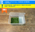 Green Gold Butterfly Bullfrog Horn Frog Package Breeding Box Professional Special Reptile Breeding Box Sponge Frog Mud. 
