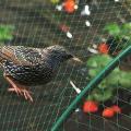 Anti Bird Net - Nylon Netting for Protection Against Birds and Pests - Balcony Safety Net 2 x 10 meter (IMPORTED). 