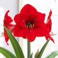 Pack of 2 Amaryllis  mix colour  bulb / Amaryllis spring summer indoor flowering plant. 