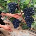 Juwel Moon Drop Grapes Seeds. 