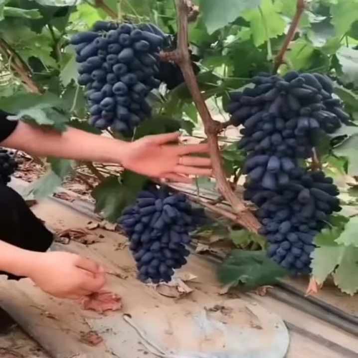 Juwel%20Moon%20Drop%20Grapes%20Seeds%20-%20Image%202