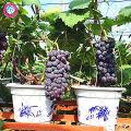 Grapes Dwarf Black Fruit Tree Seeds. 