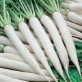 Radish (Moli) Fresh Seeds - High Germination Rate - Home Kitchen Gardening. 