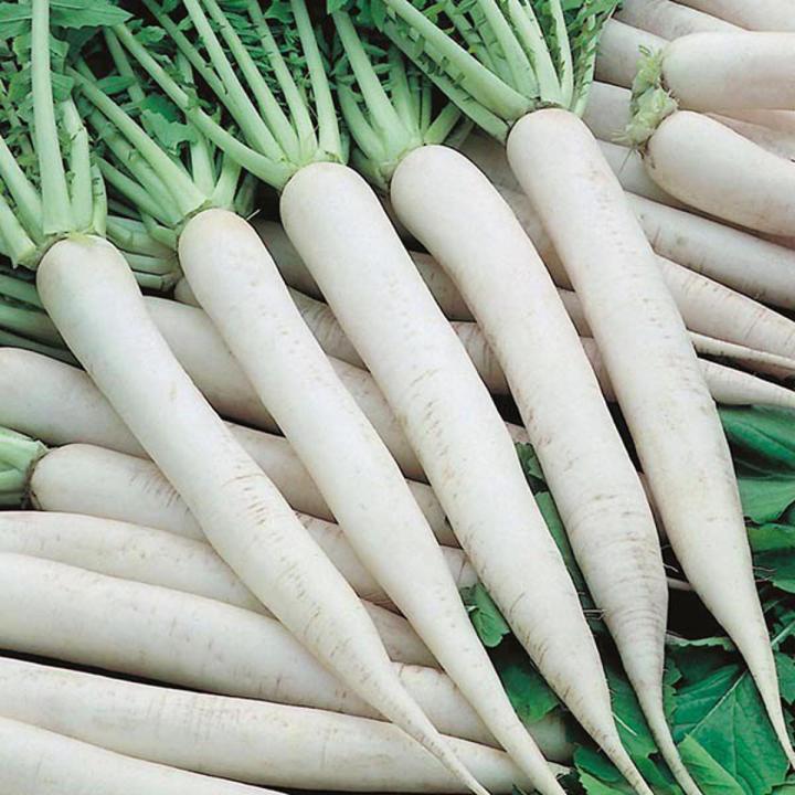 Radish (Moli) Fresh Seeds - High Germination Rate - Home Kitchen Gardening