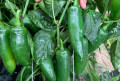 Hybrid Jalapeno Green Chili / Chilli (Sabaz Mirch) Vegetable Seeds For Kitchen Gardening. 