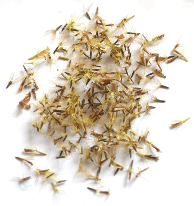 50+%20Stevia%20Plant%20Seeds%20/%20Natural%20Sweetener%20/%20Stevia%20Rebaudiana%20Plant%20Seeds%20/%20Candyleaf%20or%20Sugarleaf%20Seeds%20-%20Image%207