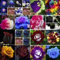 Japanese Mix Rose Seeds. 