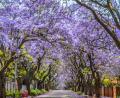 Jacaranda Tree Seeds - Flower Tree. 