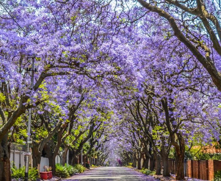 20+%20Jacaranda%20Tree%20Seeds%20Flower%20Tree%20-%20Image%206