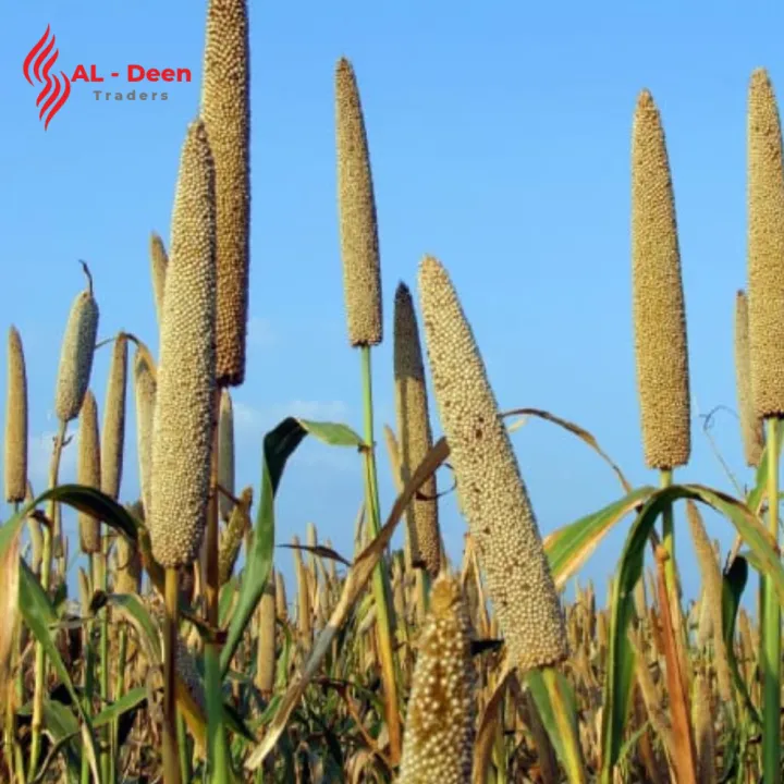 Bajra%20%D8%A8%D8%A7%D8%AC%D8%B1%DB%81%20%7C%20Premium%20Pearl%20Millet%20Seeds%20For%20all%20kind%20of%20Birds%20-%202%20KG.%20Nutrient-rich%20feed%20suitable%20for%20a%20variety%20of%20birds%20including%20parrots,%20pigeons,%20finches,%20and%20other%20pet%20birds,%20High-energy%20millet%20seed%20promoting%20freshness%20and%20value%20for%20pet%20-%20Image%206