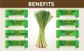 Lemongrass Lemon Flavor Herbal Tea Cymbopogon Citratus Citronnelle Lemon Grass Tea China Green Ecological Tea 50 Gms. 
