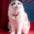 Creative Handmade Pet Bell Necklace Chinese Style Cute Braided Cat Collar Adjustable Puppy Collar Photo Props. 
