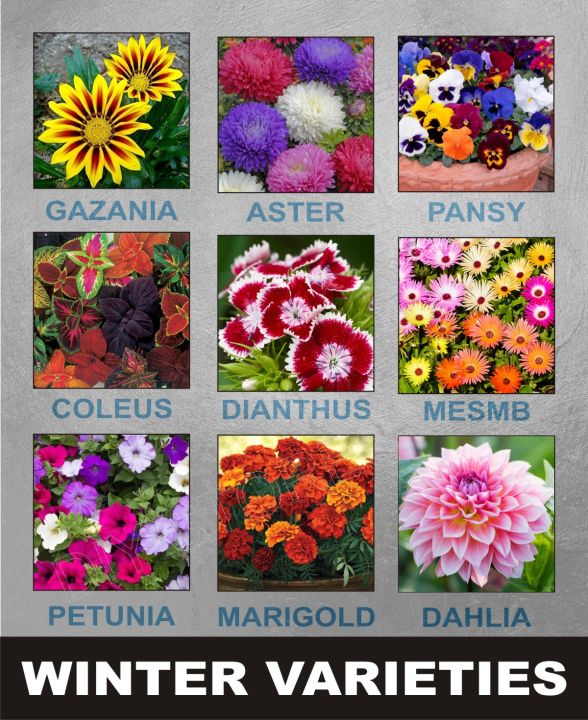 10%20Economical%20Packs%20Different%20Winter%20Season%20Garden%20Flower%20Seeds%20Pansy%20Dahlia%20Petunia%20Marigold%20Gazania%20-%20Image%202