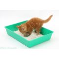 Litter Tray for Kittens ( Small Size upto 6 month Cat. 