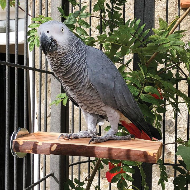 UK%20Bird%20Toys%20%204%20pack%20perches%20Natural%20Wood%20Parrot%20Stand%20Set%20for%20Parakeets%20Paw%20Grinding%20Stand%20Platform%20Bird%20Cage%20Accessories%20Exercise%20Toys%20Cockatiels%20Conure%20Lovebirds%20Natural%20wooden%20perch%20and%20cage%20toy%20Parrot%20Stand%20Branch%20Platform%20%20grey%20raw%20macaw%20Cockatiel%20-%20Image%202