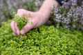 Thyme Herb Seeds Thymus Vulgaris Home Kitchen Gardening Seeds. 