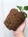 Peat Moss For All Type Seedling Professional Garden Soil Mix. 
