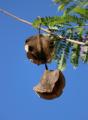 Jacaranda / Fern Tree \ Blue Jacaranda Tree Seeds - Flower Tree. 