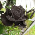 Black Rose Flower Seeds. 