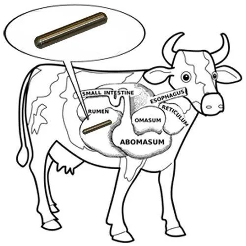 ALNICO%20Cylindrical%20Cow%20Magnet%20-%20Image%203