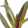 RHEO PLANT/OYSTER PLANT/LIVE SUCCULENTS PLANT WITH PURPLE & GREEN LEAVES. 
