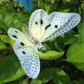20 Led Solar Powered Butterfly Fiber Optic Fairy String Lights. 