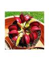 Dionaea Muscipula Giant Clip Venus Flytrap Seeds. 