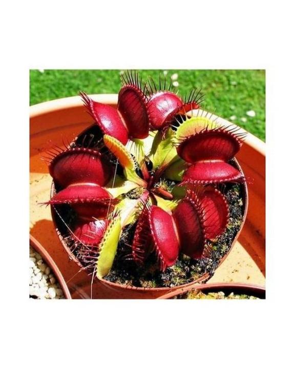 Dionaea Muscipula Giant Clip Venus Flytrap Seeds