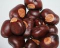 Horse Chestnut Seed-100gm | Band Khorr | بندکھوڑ. 