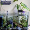 Green forest Fish Tank Frame Rack Slotted Design Plant Cup Pot Hydroponic Rack. 