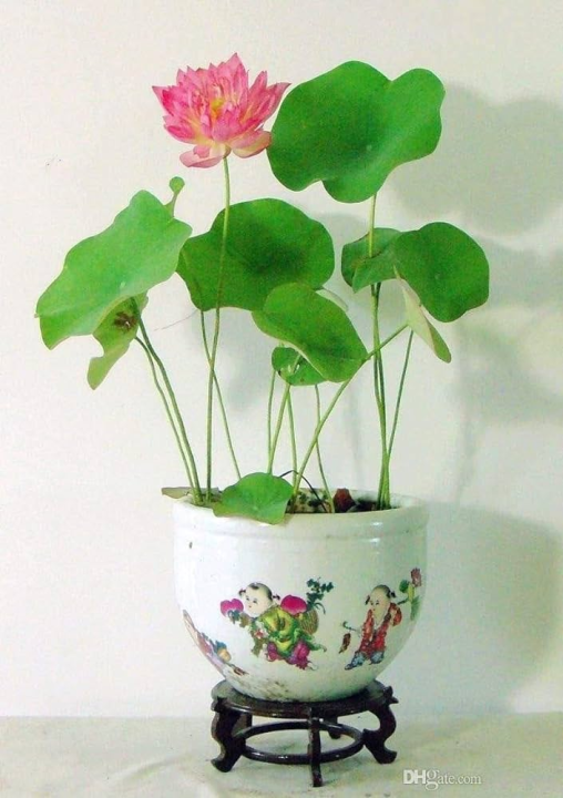 5%20Seeds%20Of%20(KANWAL)%20Aquatic%20Plant%20Mix%20Colors%20-%20Image%202