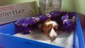 Small Pet Select-Premium Guinea Pig Food, Non-GMO, Soy Free. Local Ingredients in Pacific Northwest, 1kg pack. 