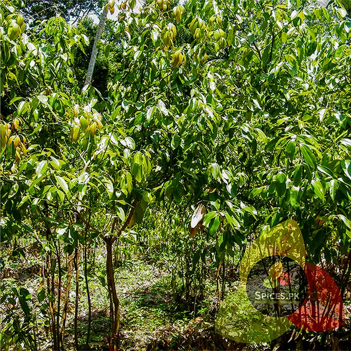 Premium%20Organic%20Cinnamon%20Sticks%20(Dar%20Chini)%20-%20100%25%20Pure%20Sabut%20Dalchini%20Whole%20Spice%20-%2060g%20Export%20Quality%20-%20Image%207