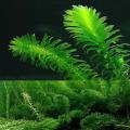 Elodea Densa Aquarium Plant Seeds. 