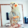 MO Parrot Diaper Flight Suit Diaper Clothes Parrot Parakeet Pigeon Medium Large Pet Bird. 
