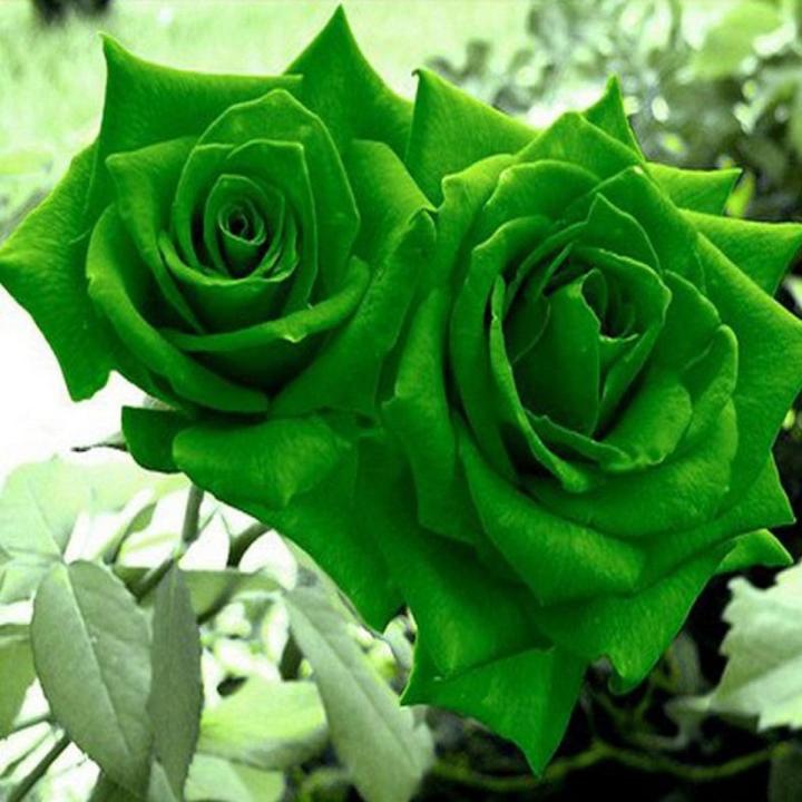 Green Rose Flower Seeds